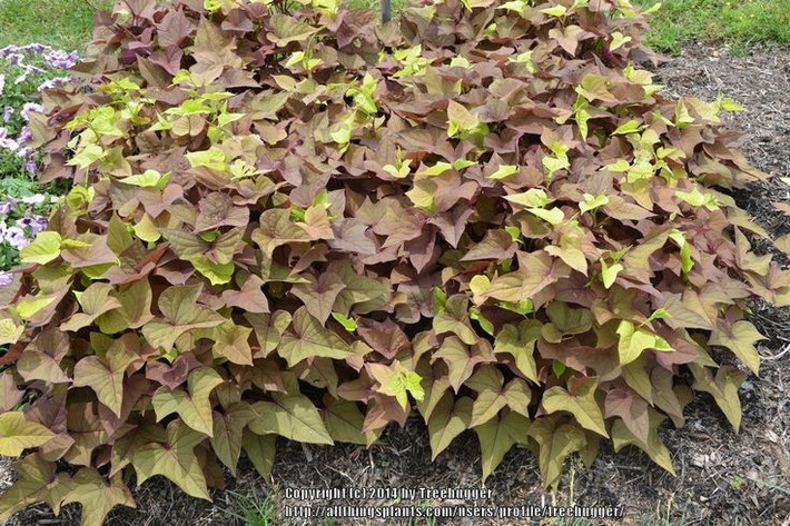  Là một trong những cây trồng cổ xưa nhất châu Mỹ. Các bằng chứng khảo cổ cho thấy khoai lang đã được con người thuần hóa ở Trung và Nam Mỹ cách đây ít nhất 5.000 năm, trước cả ngô ở một số khu vực. Ảnh: Pinterest.