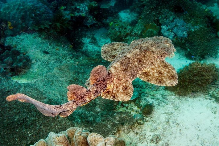  Hoạt động chủ yếu vào ban đêm. Ban ngày, cá mập thảm thường nằm yên dưới đáy biển hoặc trong các khe san hô; đến đêm, chúng trở nên năng động hơn, bắt đầu rời nơi ẩn nấp để kiếm ăn. Ảnh: Pinterest.