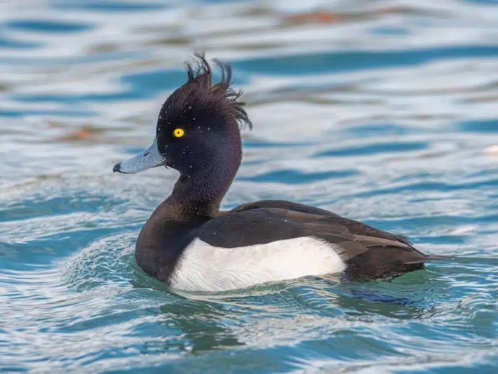  Số lượng toàn cầu tương đối ổn định. Dù chịu áp lực từ ô nhiễm và mất môi trường sống, quần thể vịt mào hiện vẫn được đánh giá ở mức ít quan ngại trong Sách đỏ IUCN. Ảnh: Pinterest.