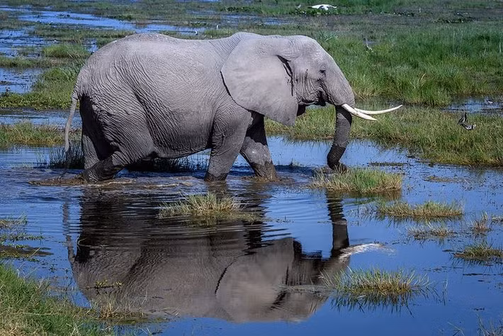  Có hệ thống đầm lầy giữa vùng đất khô hạn. Nước ngầm từ băng tan trên Kilimanjaro tạo nên các đầm lầy xanh tốt, thu hút động vật quanh năm. Ảnh: Pinterest.