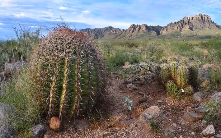  Biểu tượng của sức sống sa mạc. Xương rồng thường được xem là biểu tượng của sự bền bỉ và khả năng thích nghi trước nghịch cảnh. Hình ảnh của chúng xuất hiện phổ biến trong văn hóa, nghệ thuật và thiết kế toàn cầu. Ảnh: Pinterest.