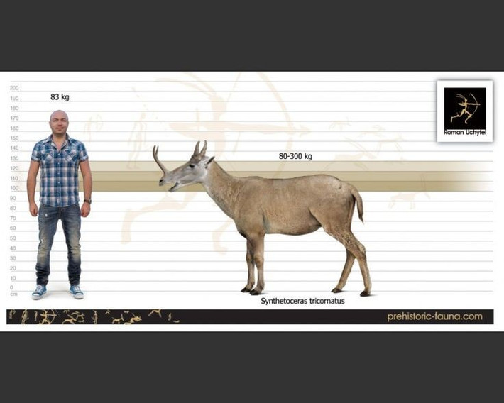  Hình dáng cơ thể giống sự kết hợp của nhiều loài. Synthetoceras có thân hình gợi nhớ đến linh dương, cổ ngắn như hươu và đầu mang nét giống lạc đà nguyên thủy. Ảnh: Pinterest.