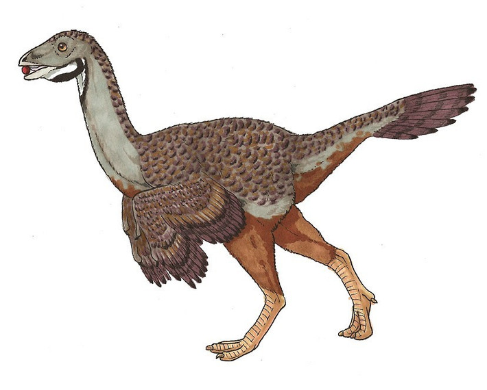  Caudipteryx không thể bay dù có lông. Cánh của chúng quá nhỏ, lông chủ yếu dùng để giữ nhiệt và phô diễn. Ảnh: dinosaurpictures.org.