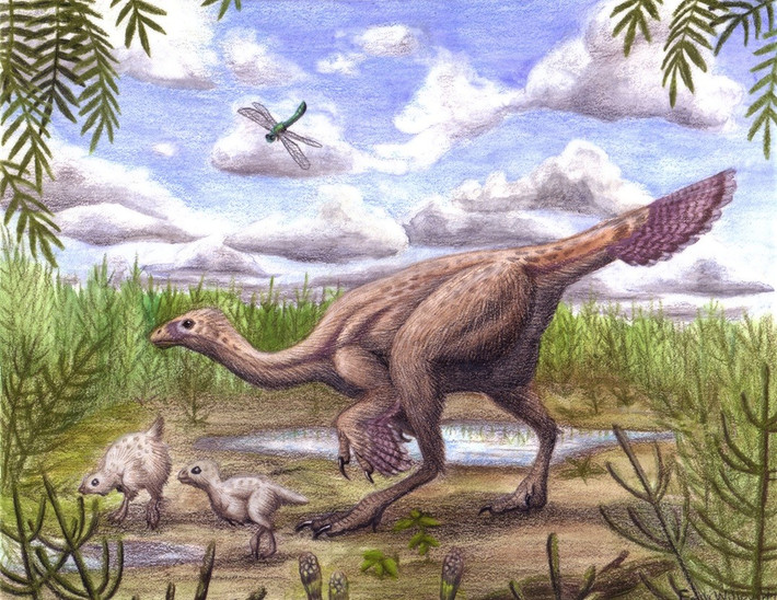  Thức ăn của Caudipteryx là thực vật và động vật nhỏ. Dạ dày hóa thạch cho thấy chúng ăn hạt và côn trùng, thể hiện chế độ ăn tạp. Ảnh: emilywilloughby.com.