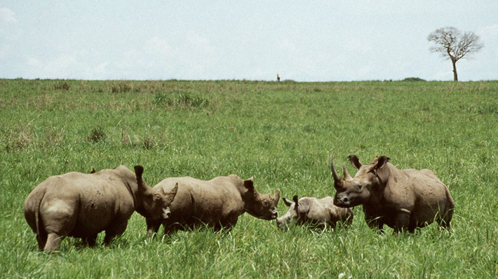  Vườn quốc gia Garamba là biểu tượng của hy vọng bảo tồn. Dù đối mặt nhiều thách thức, Vườn quốc gia Garamba vẫn là “lá phổi xanh” quý giá của châu Phi. Ảnh: bbci.co.uk.