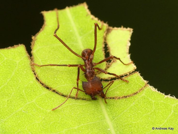  Là những “nông dân” lâu đời nhất trên Trái Đất. Hành vi trồng nấm của kiến cắt lá đã tồn tại hàng chục triệu năm, sớm hơn rất nhiều so với nền nông nghiệp của loài người. Ảnh: Pinterest.