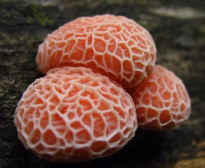  Cộng sinh với thực vật. Nhiều loài nấm hình thành quan hệ cộng sinh với rễ cây, giúp cây hấp thu nước và khoáng tốt hơn, đổi lại nấm nhận đường, tạo nên mạng lưới ngầm kết nối cả khu rừng. Ảnh: Pinterest.