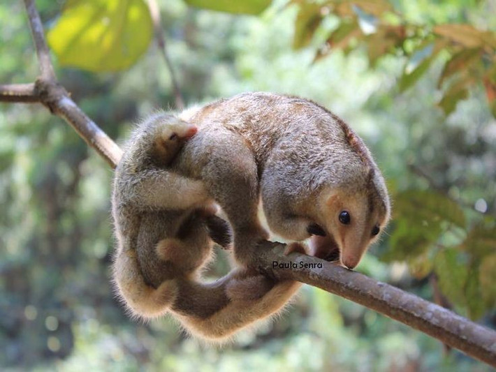  Bộ lông mềm mịn như tơ. Lớp lông dày, mượt và óng ánh giúp Cyclopes didactylus trông giống một món đồ chơi bông, đồng thời đóng vai trò ngụy trang hoàn hảo giữa các cành cây phủ rêu và lá khô trong rừng mưa nhiệt đới. Ảnh: Pinterest.