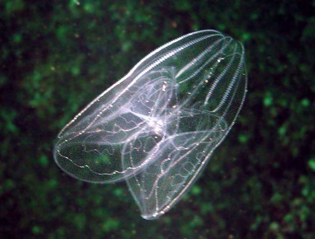  Có khả năng tái sinh đáng kinh ngạc. Sứa lược có thể tái tạo các phần cơ thể bị tổn thương, thậm chí phục hồi cấu trúc cơ quan sau khi bị cắt rời. Khả năng này đang thu hút sự quan tâm của các nhà khoa học nghiên cứu về tái sinh mô và sự phát triển của động vật. Ảnh: Pinterest.