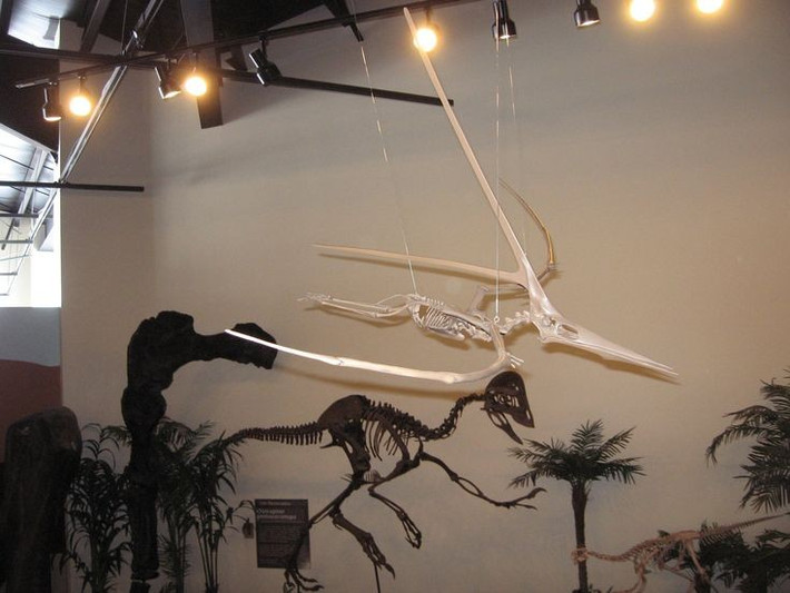  Hóa thạch khá hiếm. Số lượng mẫu vật đủ hoàn chỉnh của Nyctosaurus không nhiều. Ảnh: Pinterest.