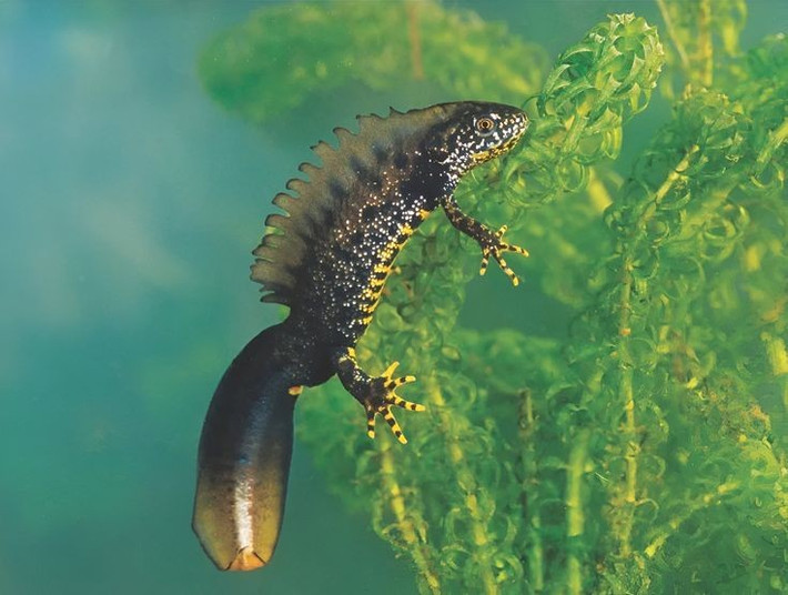  Sa giông mào phương Bắc sống chủ yếu ở châu Âu và Tây Á. Chúng ưa các vùng ao hồ tĩnh lặng, nơi có nhiều thảm thực vật dưới nước. Ảnh: Pinterest.