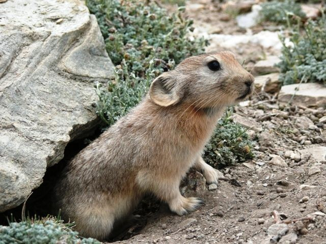 Chúng sống chủ yếu ở vùng núi cao và lạnh. Từ dãy Himalaya, cao nguyên Tây Tạng đến vùng núi Rockies, thỏ chuột thích nghi tốt với khí hậu khắc nghiệt. Ảnh: Pinterest.