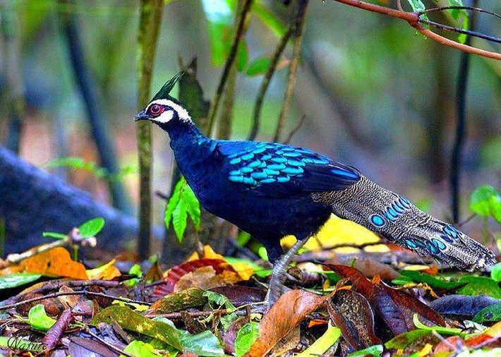  Đang bị đe dọa do mất môi trường sống. Phá rừng và săn bắt trái phép khiến số lượng gà tiền Palawan suy giảm nhanh, được xếp vào nhóm sắp nguy cấp . Ảnh: Pinterest.