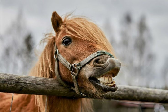  Bằng chứng từ răng và xương ngựa. Các phân tích vi mô trên răng ngựa cổ cho thấy vết mòn bất thường, phù hợp với việc sử dụng hàm thiếc hoặc dây cương, củng cố giả thuyết rằng ngựa đã được con người điều khiển. Ảnh: Pinterest.