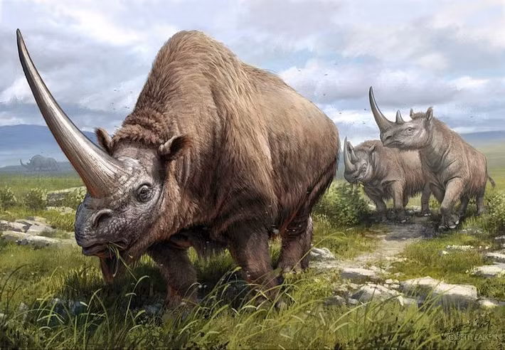  Sống ở vùng thảo nguyên lạnh giá Siberia và Kazakhstan. Elasmotherium thích nghi tốt với khí hậu băng giá, nhờ lớp lông dày giống bò rừng bison. Ảnh: Pinterest.