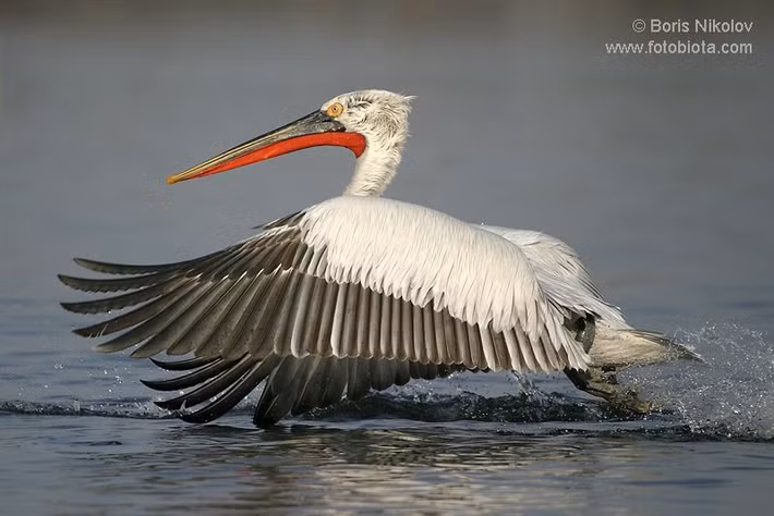  Kích thước thuộc hàng lớn nhất thế giới chim bay. Một số loài bồ nông, như bồ nông trắng lớn, có sải cánh lên tới hơn 3 mét, đưa chúng vào nhóm những loài chim bay lớn nhất còn tồn tại. Dù thân hình đồ sộ, chúng vẫn có khả năng bay lượn nhẹ nhàng nhờ kỹ thuật lợi dụng luồng khí nóng. Ảnh: Pinterest.