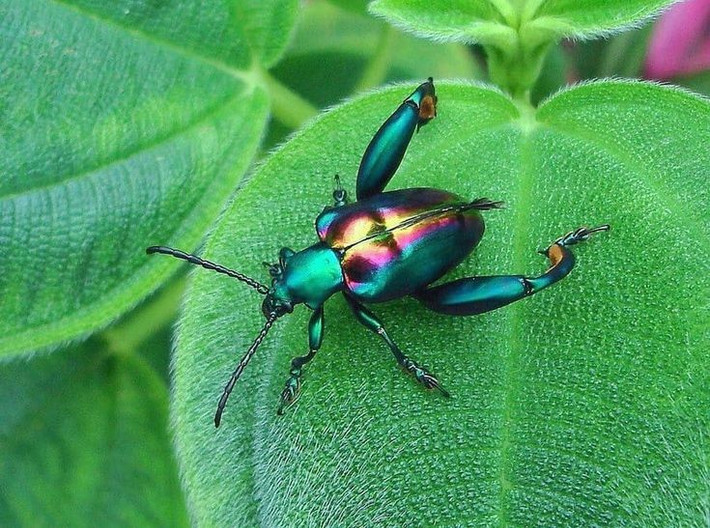  Có sức mạnh đáng kinh ngạc so với kích thước. Nhờ đôi chân sau phát triển, bọ ánh kim chân ếch có thể bám chặt cành cây ngay cả khi bị kéo hoặc gió mạnh, khiến việc bắt giữ chúng trở nên khó khăn. Ảnh: Pinterest.