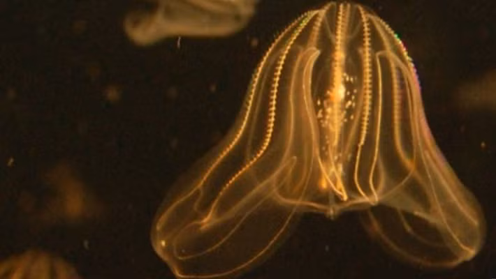  Không dùng nọc độc để bắt mồi. Khác với sứa thật có tế bào châm độc, sứa lược bắt mồi bằng các tế bào dính gọi là colloblast. Những tế bào này hoạt động như keo sinh học cực nhỏ, giúp chúng dính chặt các sinh vật phù du, ấu trùng cá hoặc động vật giáp xác nhỏ trước khi đưa vào miệng. Ảnh: Pinterest.