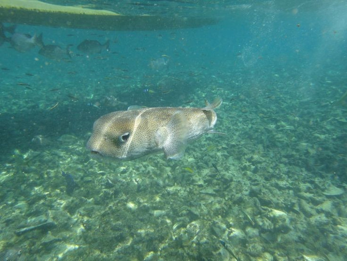  Sống rải rác ở các vùng biển nhiệt đới toàn thế giới. Cá nóc nhím chấm đen thường được tìm thấy tại các rạn san hô ấm áp, nơi có nhiều khe hốc để trú ẩn. Ảnh: Pinterest.