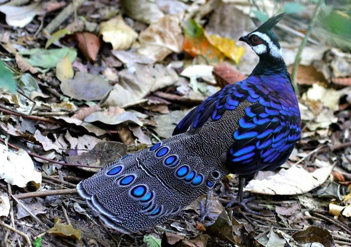  Chỉ sinh sống ở Palawan. Gà tiền Palawan là loài đặc hữu của đảo Palawan và các đảo nhỏ lân cận ở Philippines, không xuất hiện ở nơi nào khác trên thế giới. Ảnh: Pinterest.