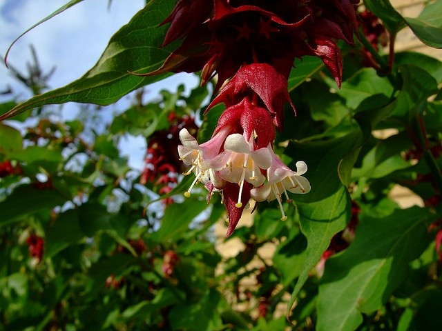  Hoa rủ độc đáo với màu sắc tương phản. Hoa của loài cây này mọc thành chùm rủ xuống, được bao bọc bởi các lá bắc màu tím sẫm hoặc đỏ rượu vang. Phần hoa bên trong thường có màu trắng pha tím, tạo nên sự tương phản mạnh mẽ và rất thu hút ánh nhìn. Ảnh: Pinterest.