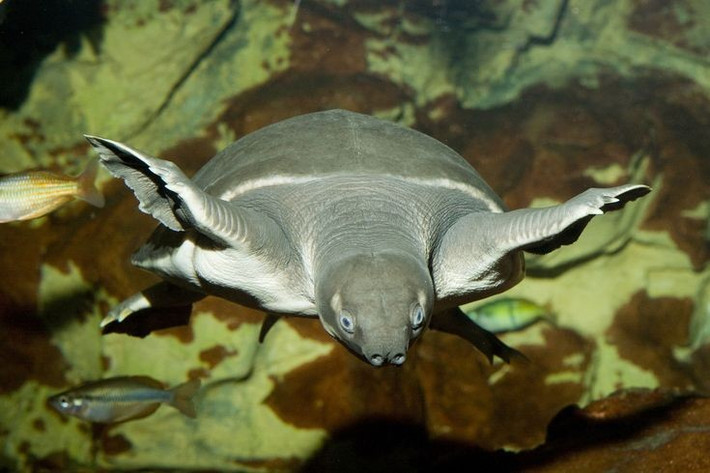  Có khả năng hô hấp đặc biệt dưới nước. Chúng có thể hấp thụ oxy qua các túi mạch máu ở cổ họng, giúp kéo dài thời gian lặn mà không cần trồi lên mặt nước thường xuyên. Ảnh: Pinterest.