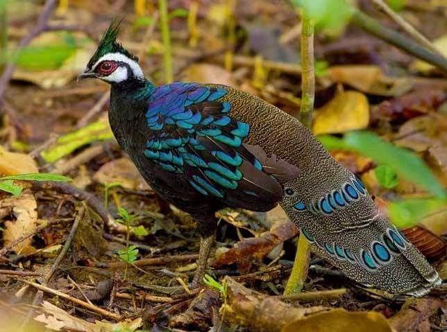  Tính cách thận trọng và kín đáo. Dù có ngoại hình bắt mắt, gà tiền Palawan rất cảnh giác, hiếm khi để con người đến gần. Ảnh: Pinterest.