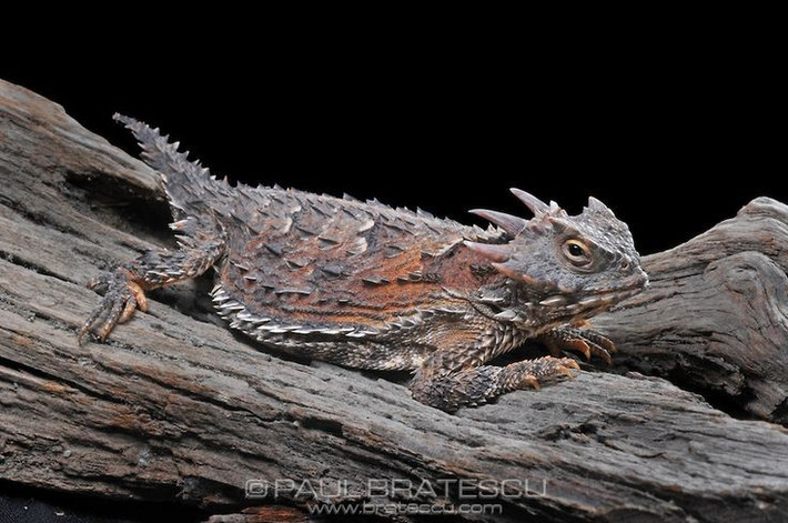  Chúng chủ yếu ăn kiến thợ gặt đỏ. Chế độ ăn chuyên biệt khiến chúng nhạy cảm với biến động môi trường. Ảnh: Pinterest.