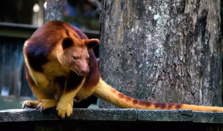  Là biểu tượng văn hóa bản địa. Người dân Papua New Guinea xem loài này như linh vật rừng thiêng và hình ảnh của chúng thường xuất hiện trong họa tiết truyền thống. Ảnh: Pinterest.