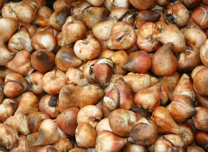  Từng gây ra “cơn sốt” kinh tế đầu tiên trong lịch sử. Vào thế kỷ 17, Hà Lan trải qua hiện tượng “bong bóng hoa Tulip” – khi giá củ tulip tăng vọt đến mức phi lý. Có thời điểm, một củ tulip hiếm có giá ngang cả một ngôi nhà, tạo nên bong bóng đầu cơ nổi tiếng trong lịch sử kinh tế. Ảnh: Pinterest.