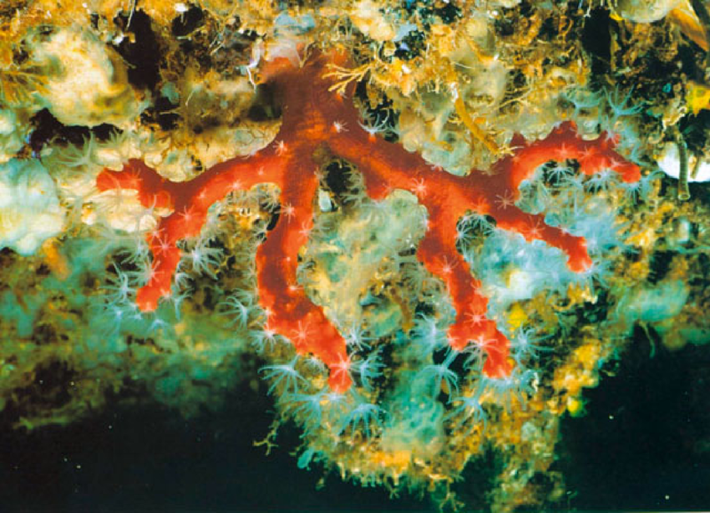  Ngày nay, san hô đỏ được bảo vệ nghiêm ngặt. Nhiều quốc gia Địa Trung Hải đã cấm khai thác tự do để bảo tồn nguồn tài nguyên quý giá này. Ảnh: researchgate.net.