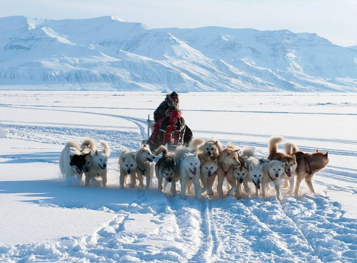  Chó kéo là phương tiện quan trọng lâu đời. Các đàn chó kéo đã giúp cư dân Inuit vận chuyển người và hàng hóa trên băng suốt nhiều thế kỷ. Ảnh: Pinterest.