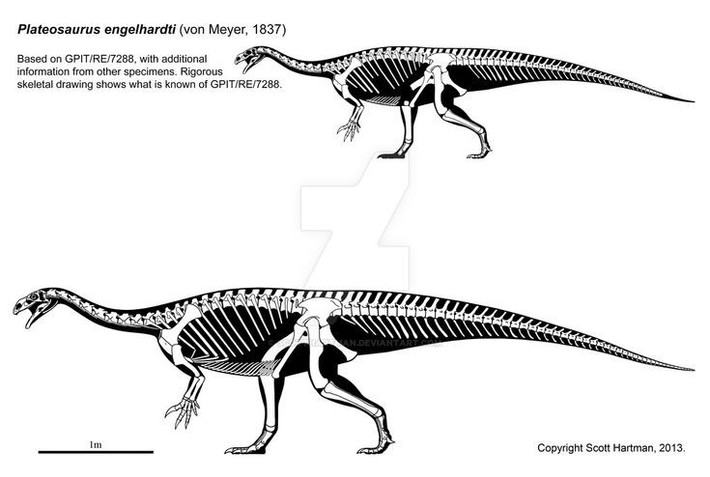  Từng bị hiểu sai về tư thế cơ thể. Trước đây người ta cho rằng Plateosaurus đứng thẳng, nhưng nghiên cứu mới cho thấy dáng đi của chúng nghiêng và thấp hơn. Ảnh: Pinterest.