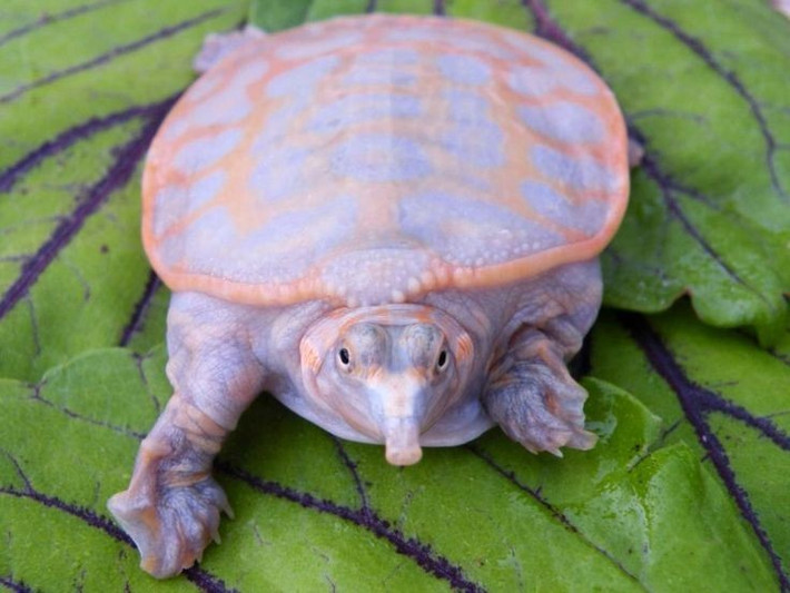  Có tập tính săn mồi phục kích. Rùa mai mềm thường vùi mình dưới lớp cát chỉ để lộ mắt và mũi. Khi cá, tôm hoặc động vật nhỏ bơi ngang qua, chúng bất ngờ phóng đầu ra với tốc độ rất nhanh để bắt mồi. Chiến thuật này giúp chúng tiết kiệm năng lượng và tăng tỷ lệ săn mồi thành công. Ảnh: Pinterest.