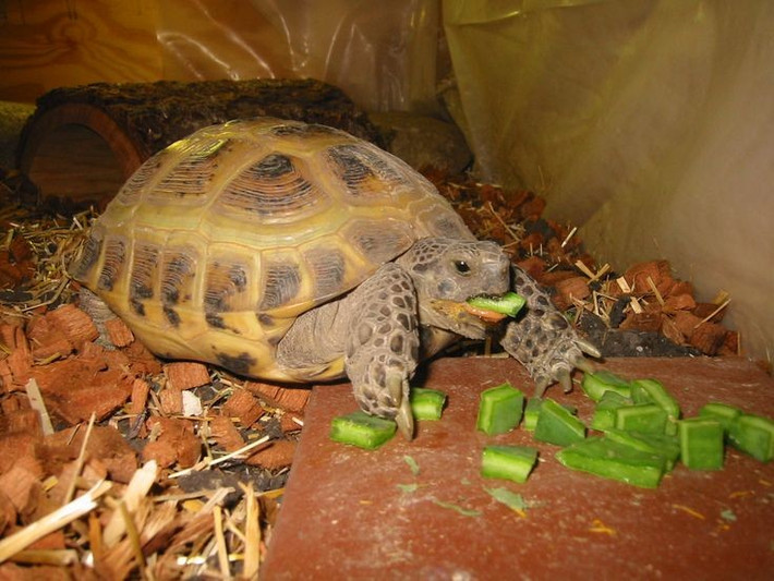  Tuổi thọ cao đáng ngạc nhiên. Rùa Nga có thể sống tới 50 năm hoặc hơn khi được chăm sóc tốt trong điều kiện nuôi. Ảnh: Pinterest.