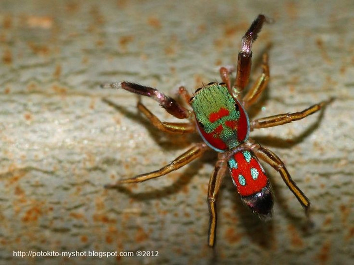  Nhiều loài có màu sắc sặc sỡ. Không ít loài nhện nhảy sở hữu hoa văn ánh kim, lông tơ nhiều màu và hình dạng bắt mắt, vừa giúp thu hút bạn tình vừa đóng vai trò cảnh báo kẻ thù tiềm năng. Ảnh: Pinterest.