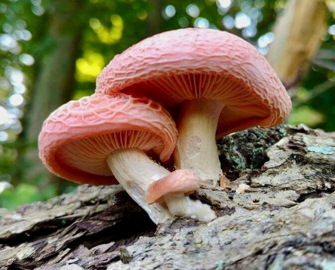  Phát triển chủ yếu trên gỗ mục của cây tần bì và sồi. Đây là loài ưa độ ẩm cao và ánh sáng yếu, chỉ sinh sôi trên gỗ mục của một số loài cây nhất định. Ảnh: Pinterest.