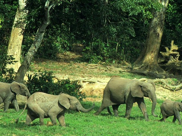  Lối sống ẩn dật giữa rừng mưa. Khác với voi đồng cỏ sống theo đàn lớn, voi rừng thường đi theo nhóm nhỏ, âm thầm di chuyển dưới tán cây rậm rạp. Ảnh: Pinterest.