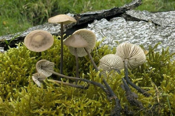  Nấm tỏa ra mùi tỏi rất đặc trưng. Mùi tỏi hăng nồng của nấm dù mùi tỏi xuất hiện khi vò nhẹ phần cuống hoặc mũ nấm, giúp nhận diện loài dễ dàng. Ảnh: alchetron.com.