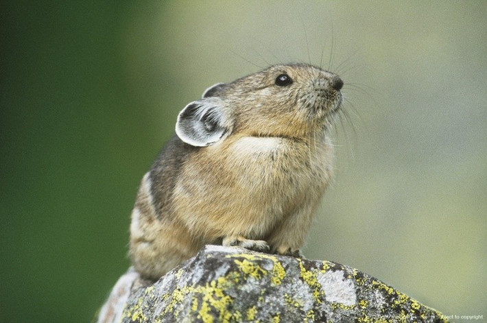  Giao tiếp bằng tiếng kêu âm vực cao. Thỏ pika phát âm những tiếng “chiếp” để cảnh báo kẻ thù hoặc gọi bạn đời. Ảnh: Pinterest.