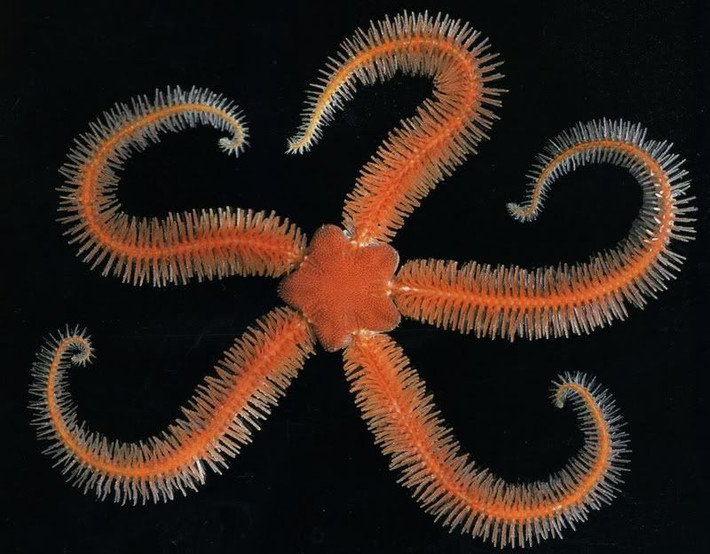  Chúng có khả năng tái sinh đáng kinh ngạc. Một cánh tay bị đứt có thể mọc lại hoàn toàn trong vài tuần hoặc tháng. Ảnh: Pinterest.