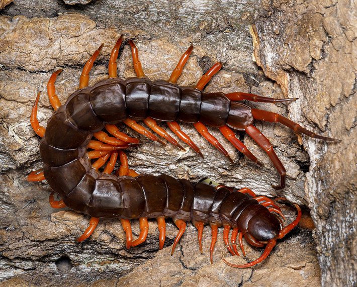  Khả năng tái tạo cơ thể đáng kinh ngạc. Nếu mất một vài đốt chân, loài rết này có thể tái tạo lại qua các lần lột xác. Ảnh: papaspiders.pl.