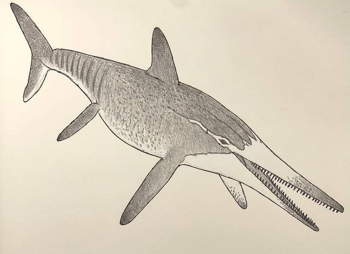  Răng sắc như lưỡi dao. Bộ răng giúp chúng nghiền nát cả những con mồi có kích thước lớn. Ảnh: Pinterest.