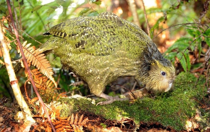  Chỉ phân bố tự nhiên ở New Zealand. Vẹt cú là loài đặc hữu, từng sống rộng khắp New Zealand nhưng nay chỉ còn tồn tại trên một số đảo được bảo vệ nghiêm ngặt. Ảnh: Pinterest.