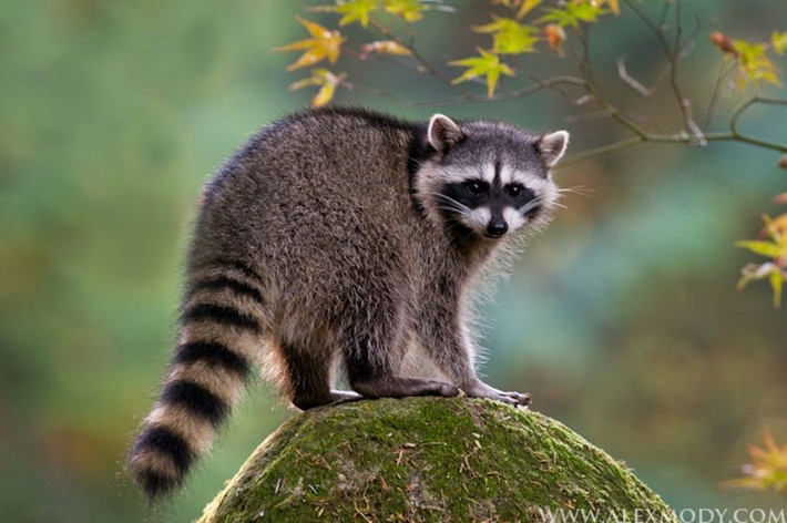  Chế độ ăn tạp linh hoạt hiếm có. Ăn từ trái cây, hạt, côn trùng đến cá, ếch và rác thải đô thị, khả năng thích nghi này giúp gấu mèo sinh tồn mạnh mẽ ở nhiều môi trường khác nhau. Ảnh: Pinterest.