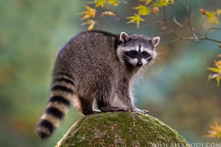  Chế độ ăn tạp linh hoạt hiếm có. Ăn từ trái cây, hạt, côn trùng đến cá, ếch và rác thải đô thị, khả năng thích nghi này giúp gấu mèo sinh tồn mạnh mẽ ở nhiều môi trường khác nhau. Ảnh: Pinterest.