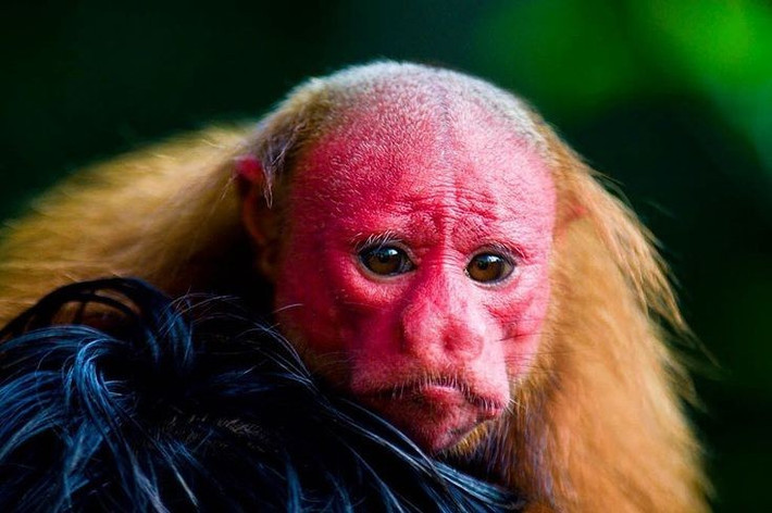  Đang bị đe dọa tuyệt chủng. Mất rừng và săn bắt khiến quần thể khỉ trọc uakari giảm mạnh, trở thành loài cần được bảo vệ khẩn cấp. Ảnh: Pinterest.