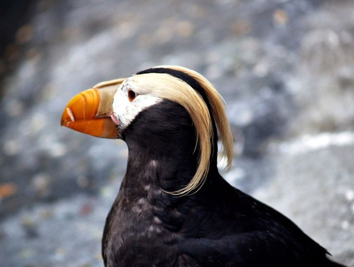  Có chỏm lông vàng đặc trưng trên đầu. Đặc điểm này giúp phân biệt vẹt biển ngù lông với các loài vẹt biển họ hàng khác khác. Ảnh: Pinterest.