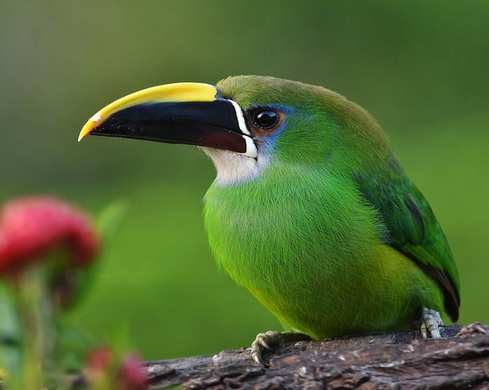  Chế độ ăn thiên về trái cây chín. Thức ăn chính của chúng là các loại quả rừng, đặc biệt là quả mọng, sung rừng, ngoài ra còn bổ sung côn trùng nhỏ, thằn lằn và trứng chim để cân bằng dinh dưỡng. Ảnh: Pinterest.