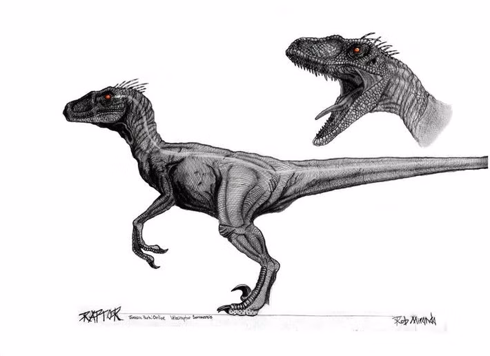  Velociraptor chỉ cao bằng con gà tây. Kích thước thật sự của chúng nhỏ hơn nhiều so với hình ảnh khổng lồ trên màn ảnh. Ảnh: Pinterest.